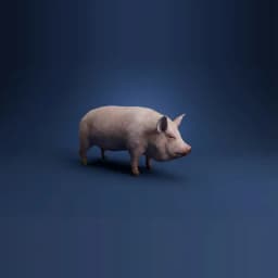 Pig
