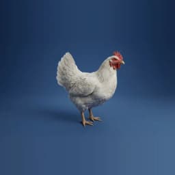 Hen