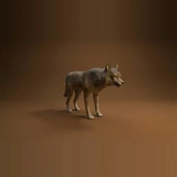 Wolf