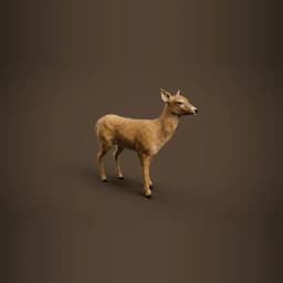 Doe