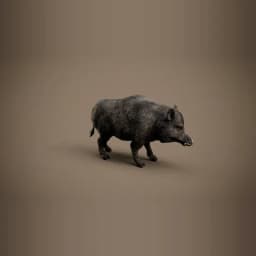 Boar