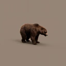 Bear