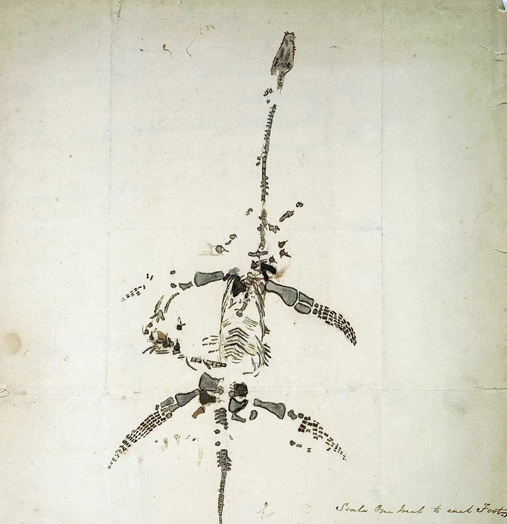 A page of an old handwritten letter with an ink drawing of a plesiosaur skeleton: a tiny head, a very long neck, a round body and four flippers