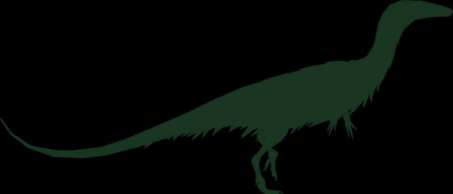 Coelophysis, an outline