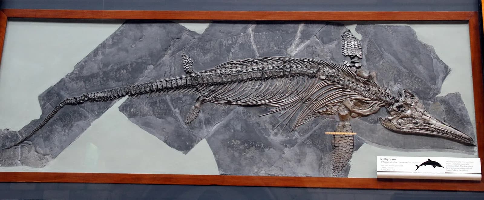 The fossil skeleton of an ichthyosaur in a slab of dark rock: a long pointed snout, a big round eye socket, flippers and a long tail