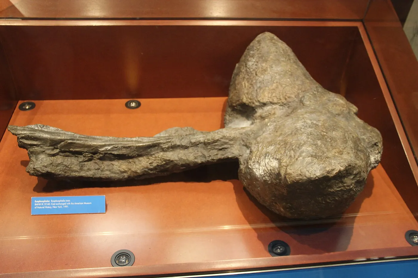 The fossil tail club of an armored dinosaur in a museum case: a stiff tail ending in a heavy knob of bone