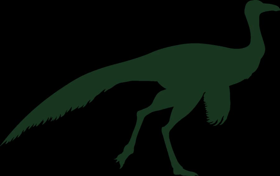 Ornithomimus, an outline