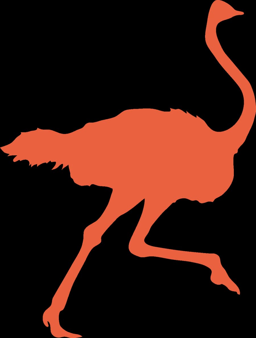 An ostrich, an outline