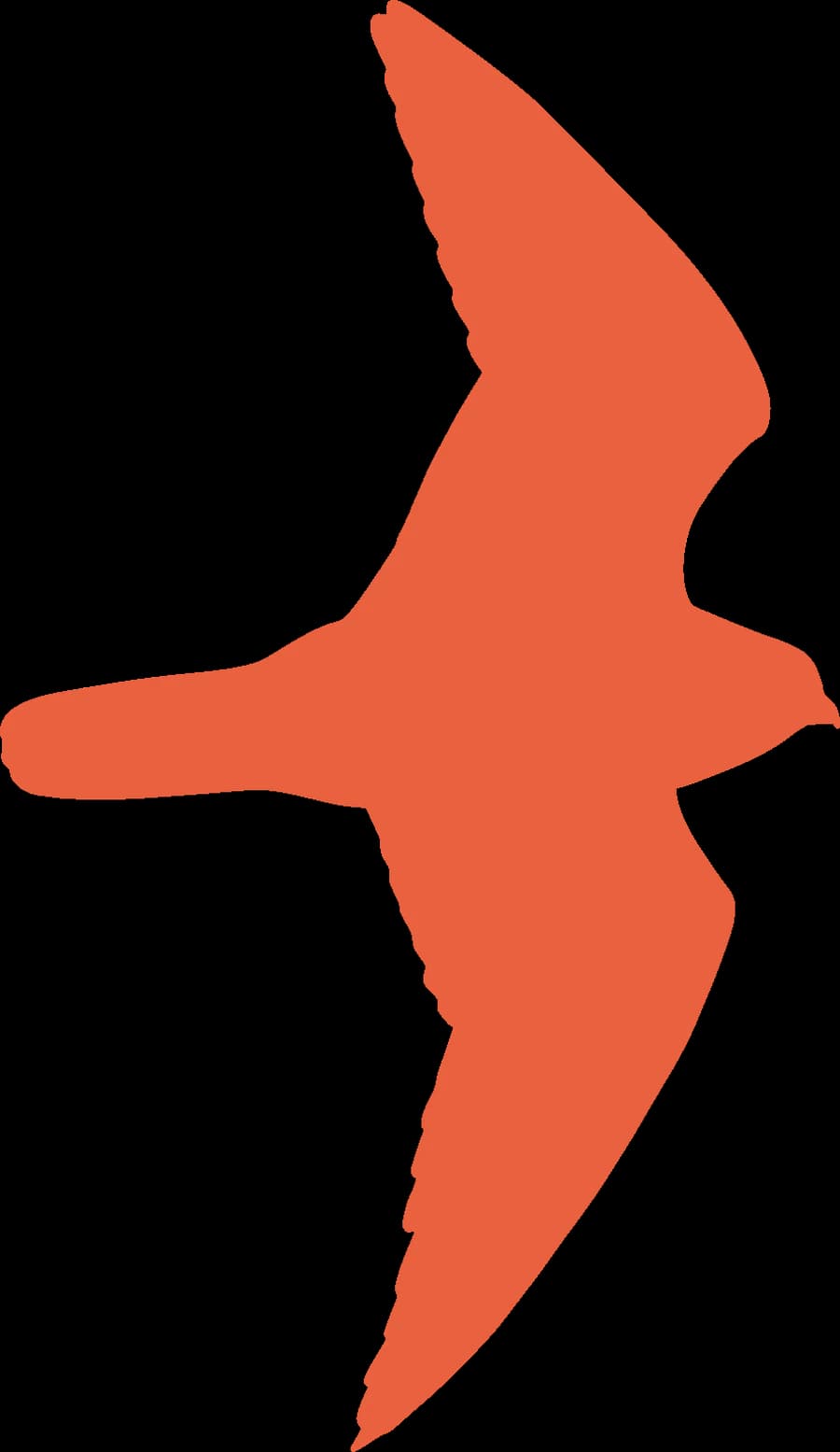 A peregrine falcon in a dive, an outline
