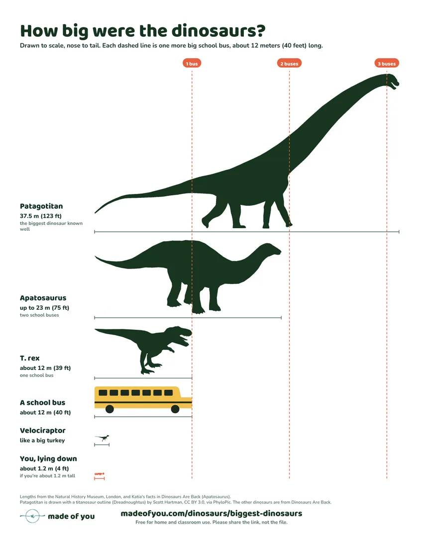 The free dinosaur size poster: Patagotitan, Apatosaurus, T. rex, a school bus, Velociraptor and a child, drawn to scale