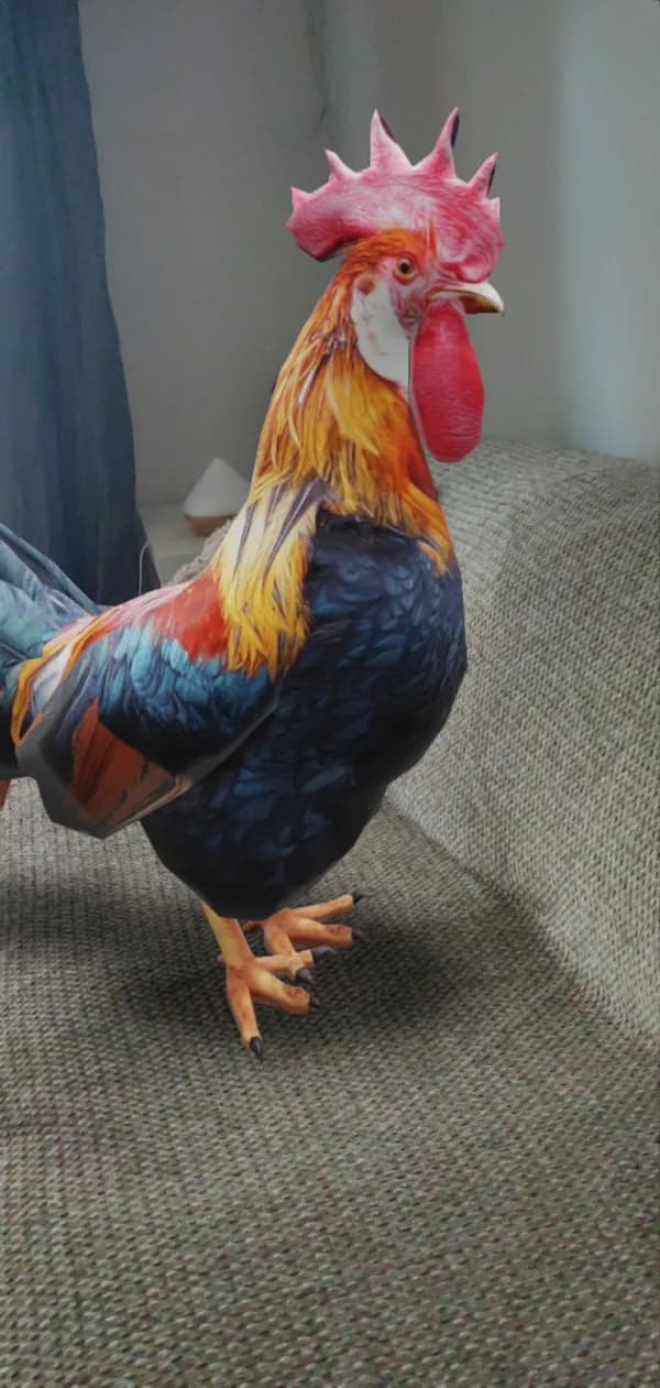 The rooster from Farm Animals standing on a sofa, in augmented reality