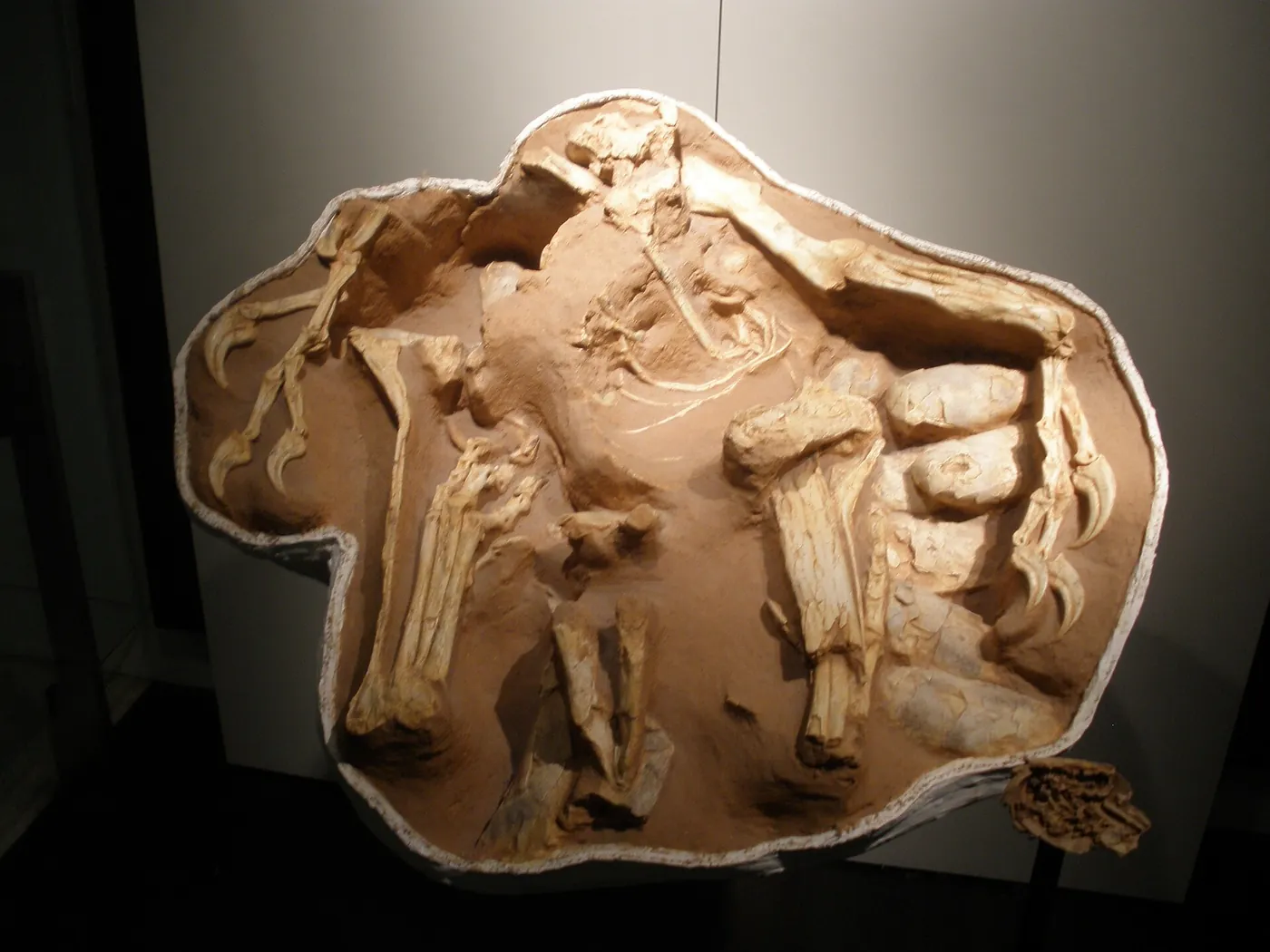 The fossil of a bird-like dinosaur sitting on its nest, its arms spread around a ring of eggs
