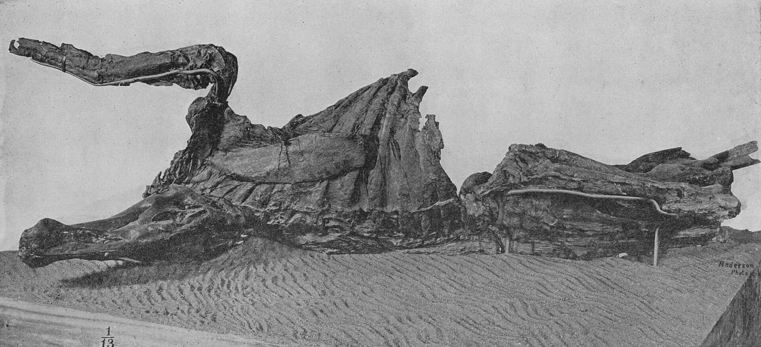 An old black and white photograph of a fossil duck-billed dinosaur lying on its back, with its skin still stretched over the ribs