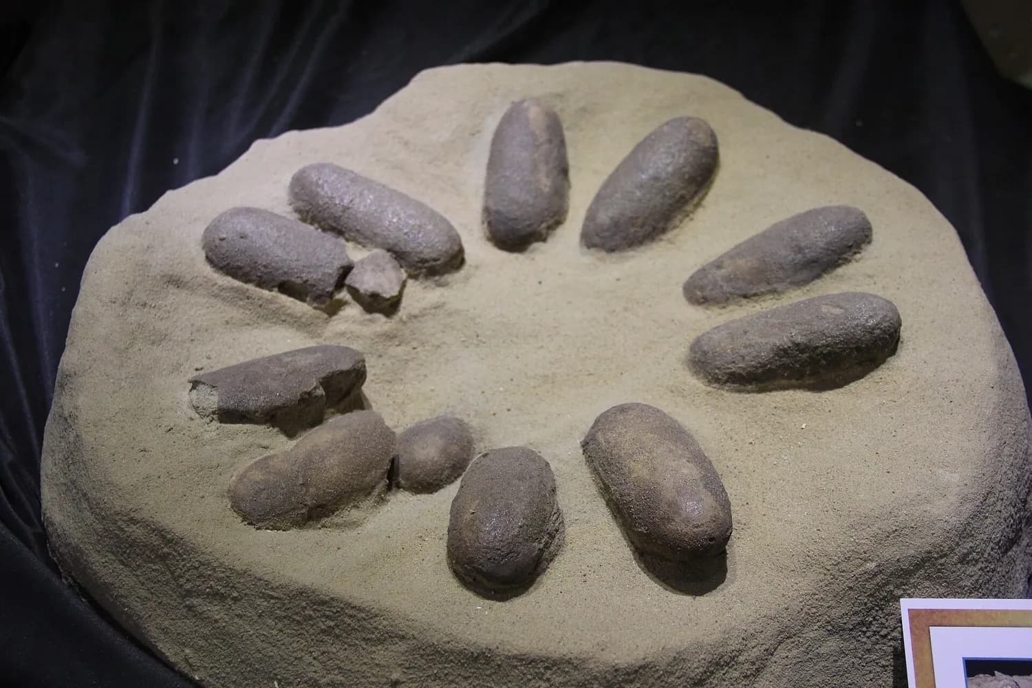 A nest of long fossil dinosaur eggs laid in a ring, in a museum