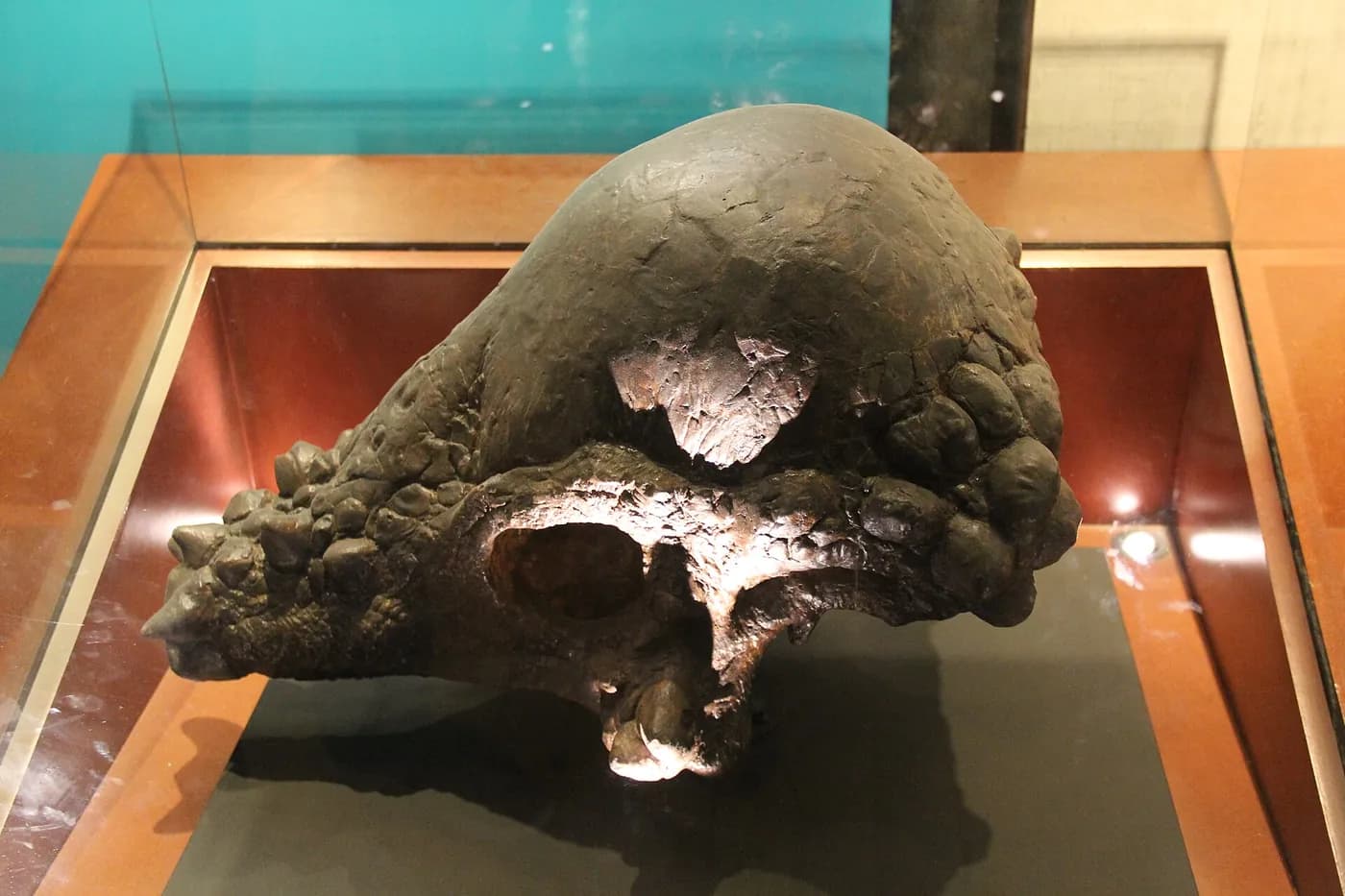 The skull of a Pachycephalosaurus in a museum case: a smooth dome of bone with bumps and short spikes around it