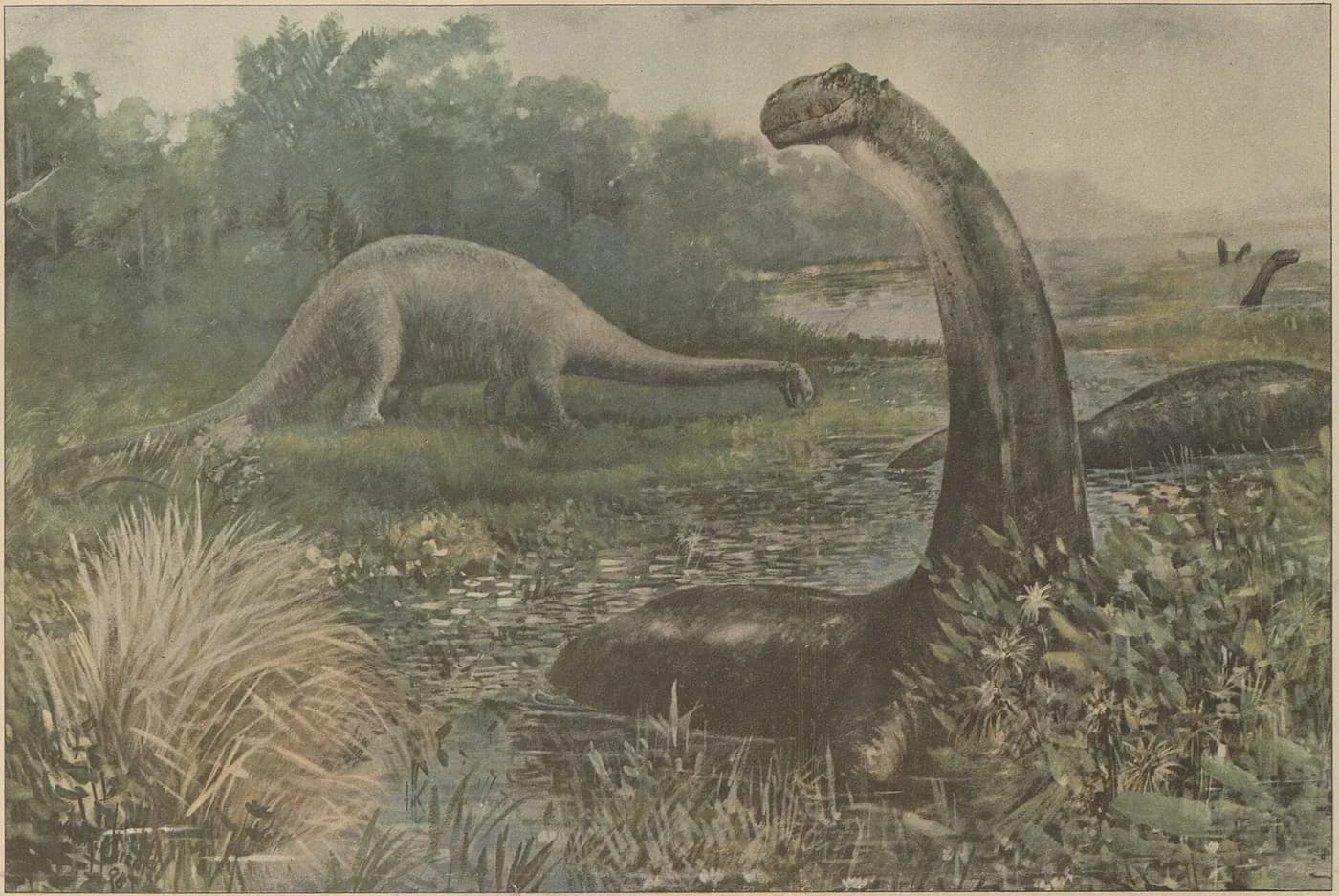 An old painting of Brontosaurus wading in a swamp, with another long-necked dinosaur on the bank behind
