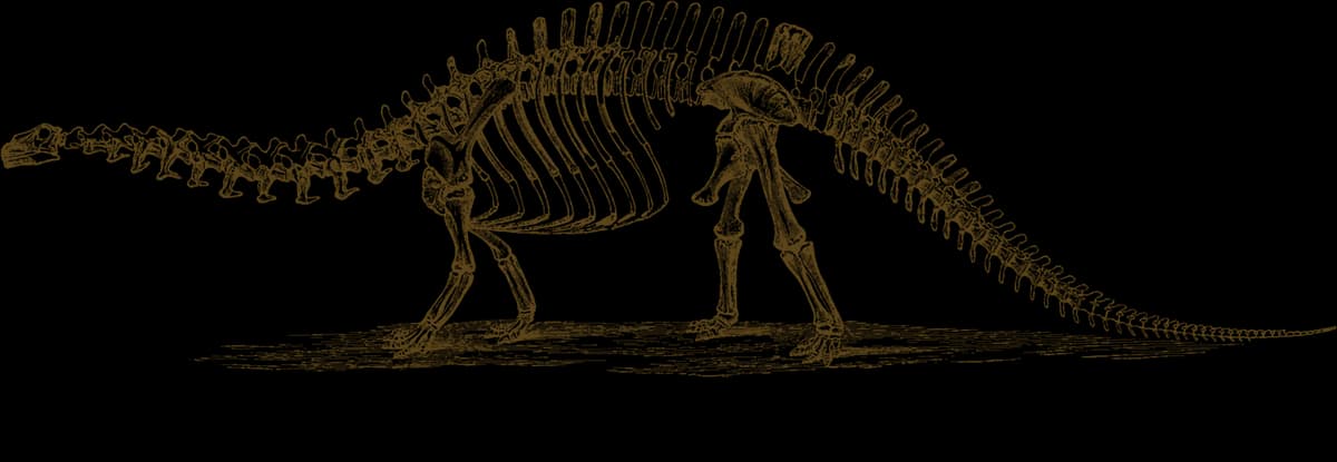 An old engraving of a Brontosaurus skeleton, side on, with a long neck and a long tail