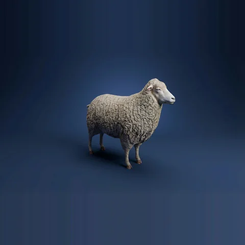3D sheep from Farm Animals