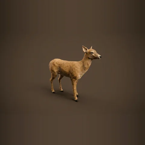 3D doe from Forest Animals
