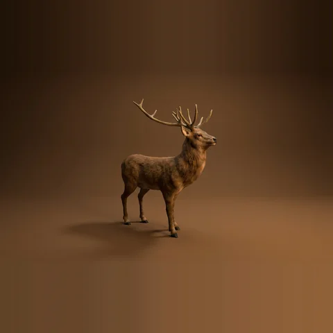 3D stag from Forest Animals