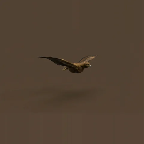 3D eagle from Forest Animals