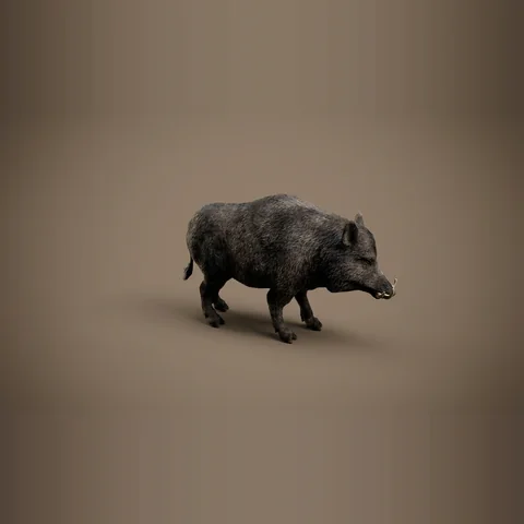 3D boar from Forest Animals