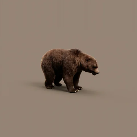 3D bear from Forest Animals