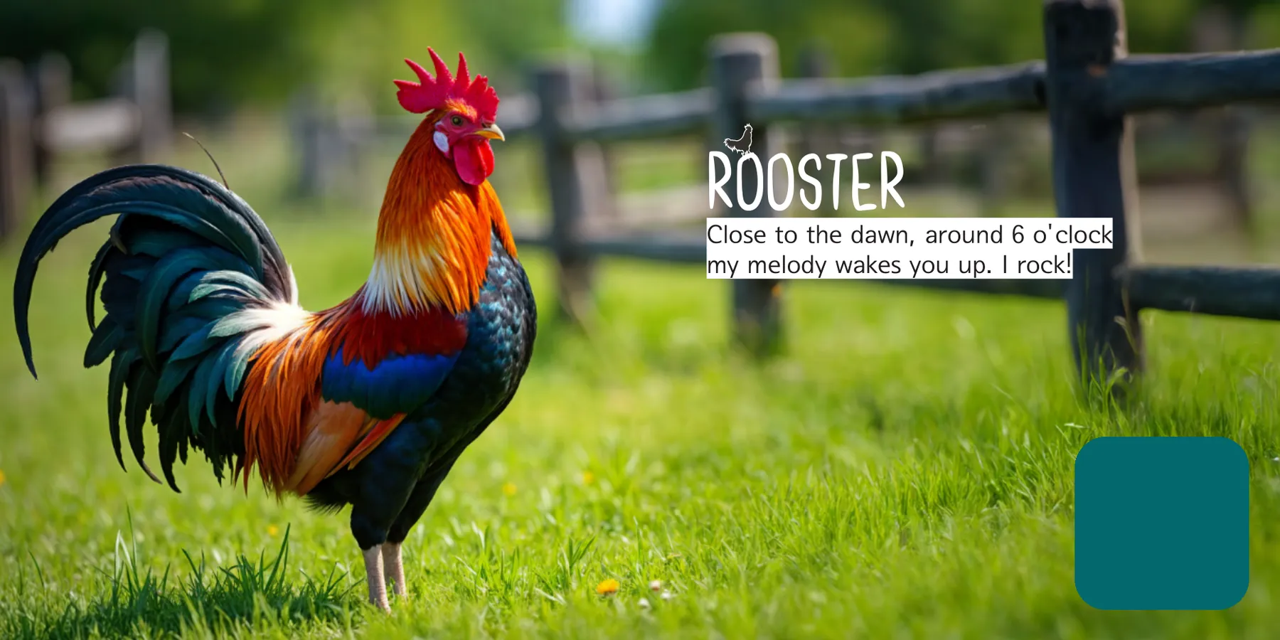 Inside Farm Animals: the rooster and his rhyme