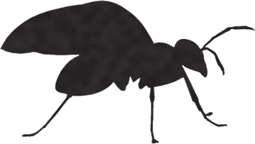 A shadow clue: whose shadow is this?