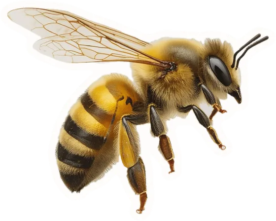 Bee, a paper cut-out