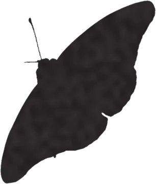 A shadow clue: whose shadow is this?