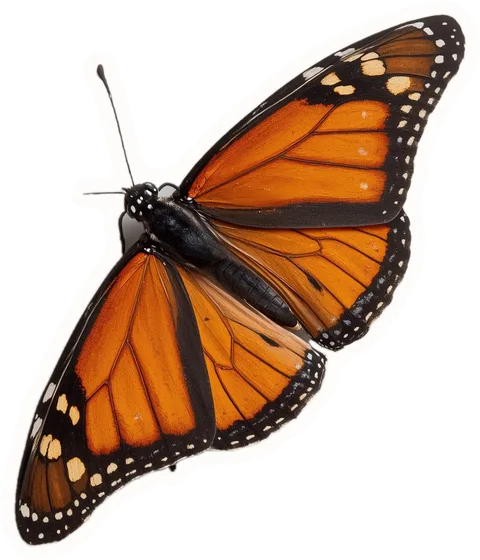Butterfly, a paper cut-out