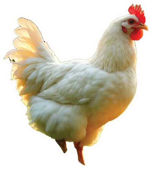 Chicken, a paper cut-out