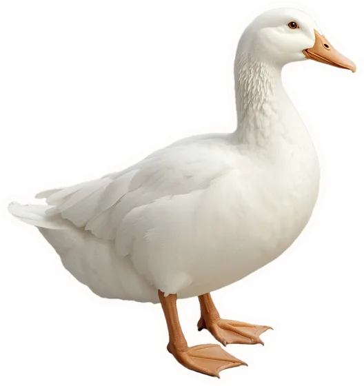 Duck, a paper cut-out