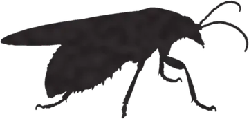 A shadow clue: whose shadow is this?