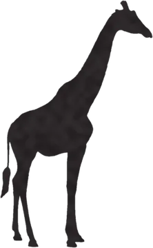 A shadow clue: whose shadow is this?