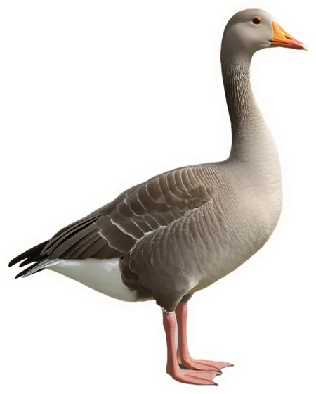 Goose, a paper cut-out