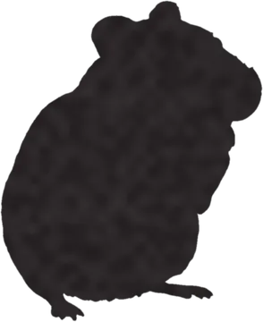 A shadow clue: whose shadow is this?