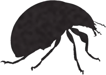 A shadow clue: whose shadow is this?