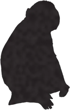 A shadow clue: whose shadow is this?