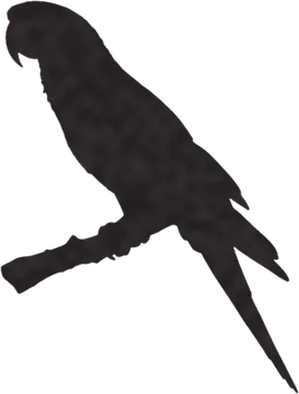 A shadow clue: whose shadow is this?