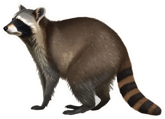 Raccoon, a paper cut-out