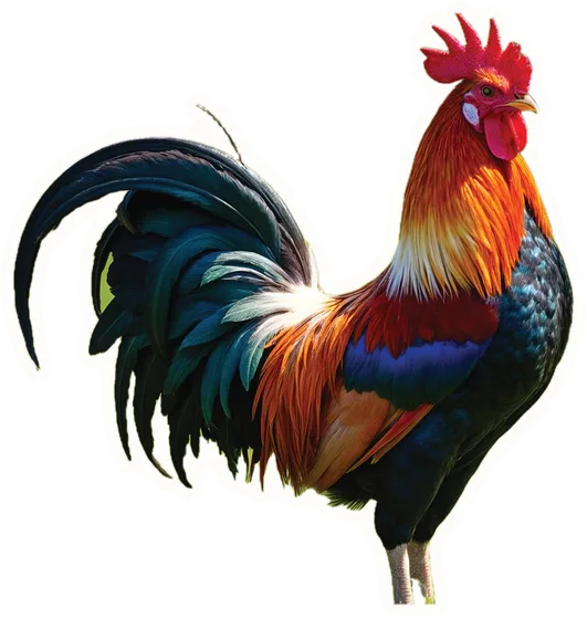 Rooster, a paper cut-out
