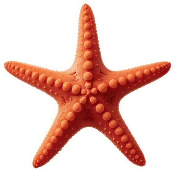 Sea star, a paper cut-out
