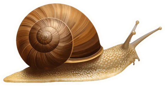 Snail, a paper cut-out