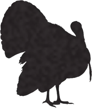 A shadow clue: whose shadow is this?
