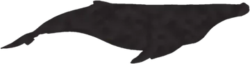 A shadow clue: whose shadow is this?