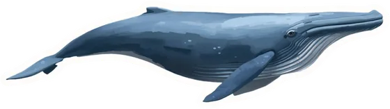 Whale, a paper cut-out
